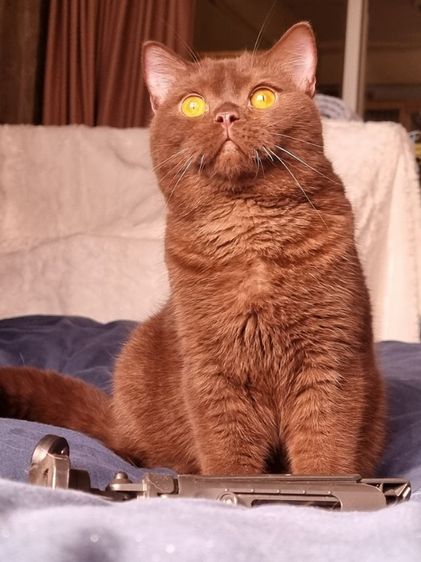 แมวบริติช หุ่นหมีๆ  รูปที่ 3