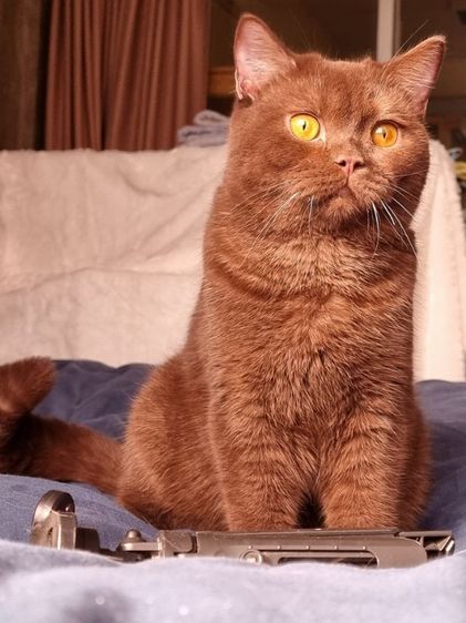 แมวบริติช หุ่นหมีๆ  รูปที่ 5