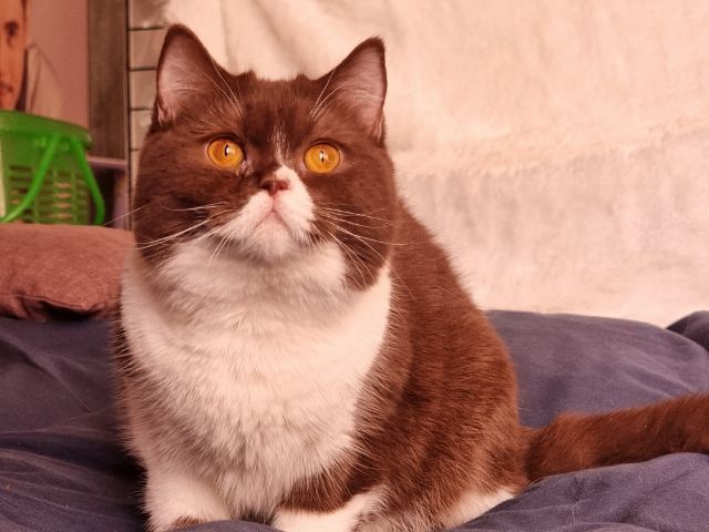 แมวบริติช หุ่นหมีๆ  รูปที่ 2