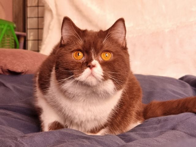 แมวบริติช หุ่นหมีๆ  รูปที่ 4