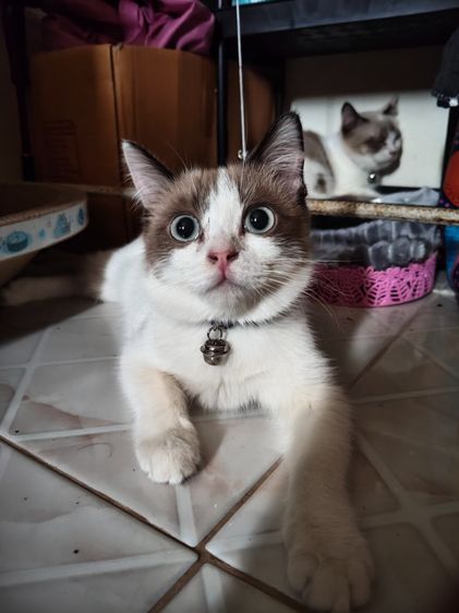ลูกแมว ผสมสโนชูว์ รูปที่ 3