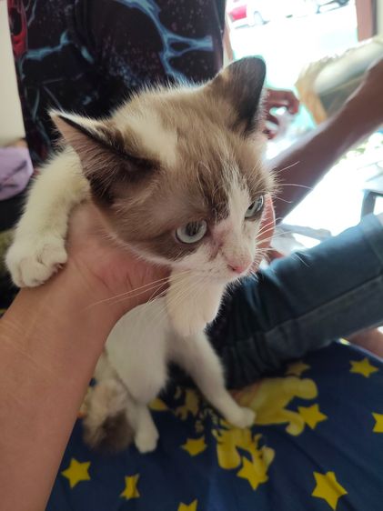 ลูกแมว ผสมสโนชูว์