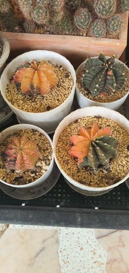 ต้นกระบองเพชร รูปที่ 8