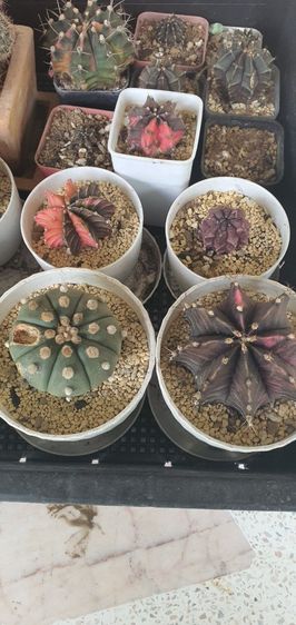 ต้นกระบองเพชร รูปที่ 10