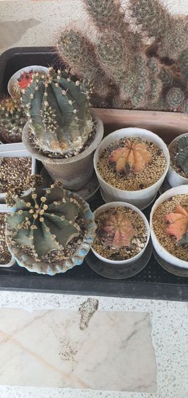 ต้นกระบองเพชร รูปที่ 15