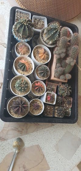 ต้นกระบองเพชร รูปที่ 9