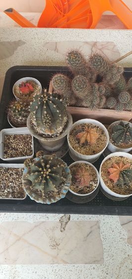 ต้นกระบองเพชร รูปที่ 3