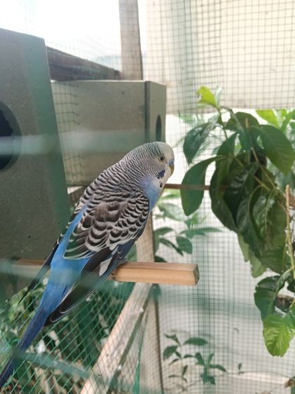 ขายหงส์หยกคู่ผู้เมีย รูปที่ 2