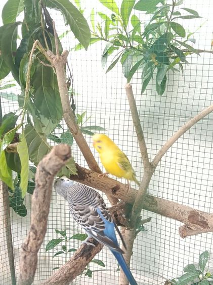 ขายหงส์หยกคู่ผู้เมีย รูปที่ 4