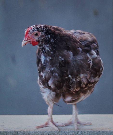 ไก่ออพิงตัน  รูปที่ 2