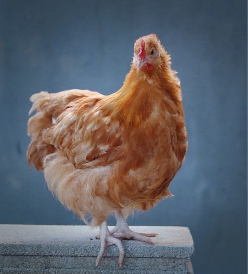 ไก่ออพิงตัน 