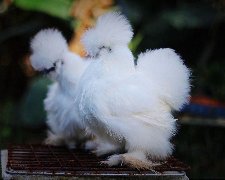 ไก่ซิลกี้ เกรดสวย  รูปที่ 6