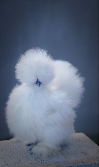 ไก่ซิลกี้ เกรดสวย  รูปที่ 4