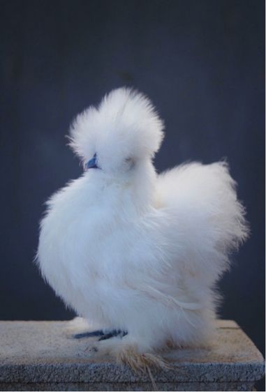 ไก่ซิลกี้ เกรดสวย  รูปที่ 5