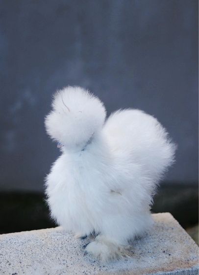 ไก่ซิลกี้ เกรดสวย 