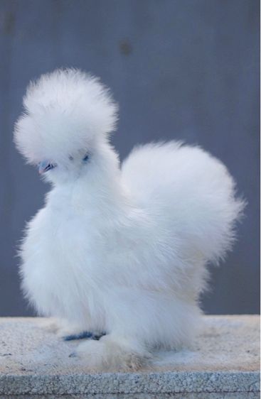 ไก่ซิลกี้ เกรดสวย  รูปที่ 3