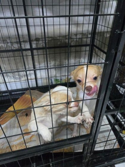 ชิวาว่าเพศผู้2ตัว รูปที่ 2