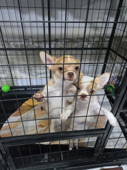 ชิวาว่าเพศผู้2ตัว รูปที่ 4