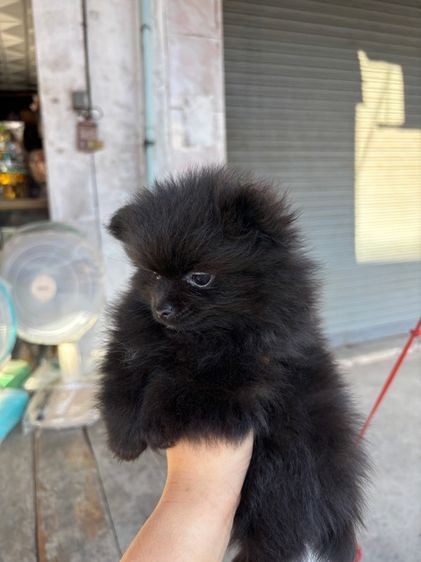 ลูกสุนัข รูปที่ 3