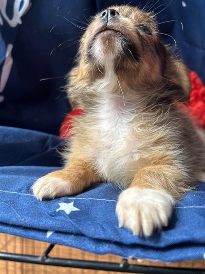 ชิวาว่า ขนยาว ช รูปที่ 2