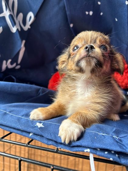 ชิวาว่า ขนยาว ช รูปที่ 5