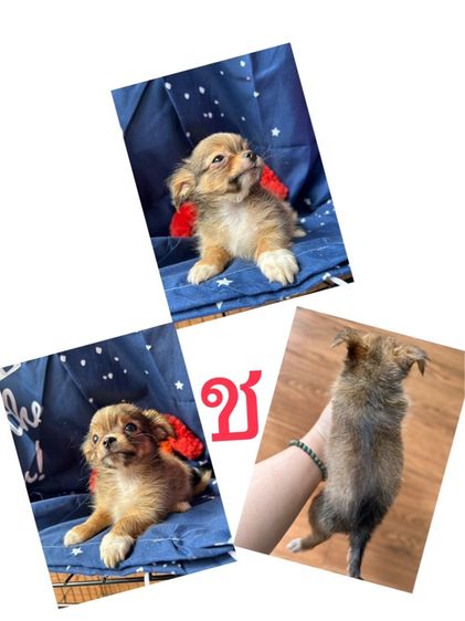 ชิวาวา (Chihuahua) เล็ก ชิวาว่า ขนยาว ช