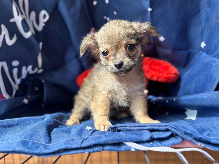 ชิวาวา ขนยาว ช รูปที่ 4