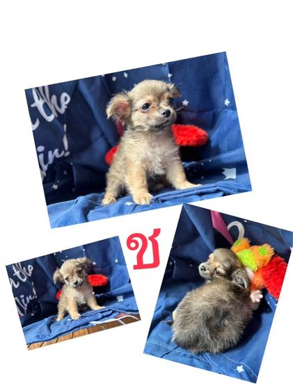 ชิวาวา (Chihuahua) เล็ก ชิวาวา ขนยาว ช