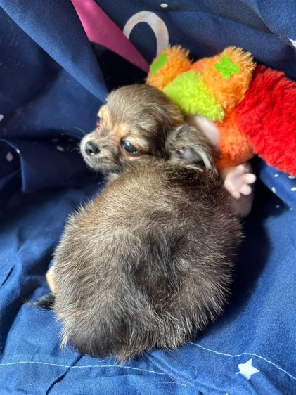 ชิวาวา ขนยาว ช รูปที่ 6