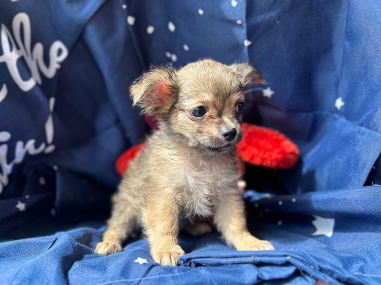 ชิวาวา ขนยาว ช รูปที่ 3