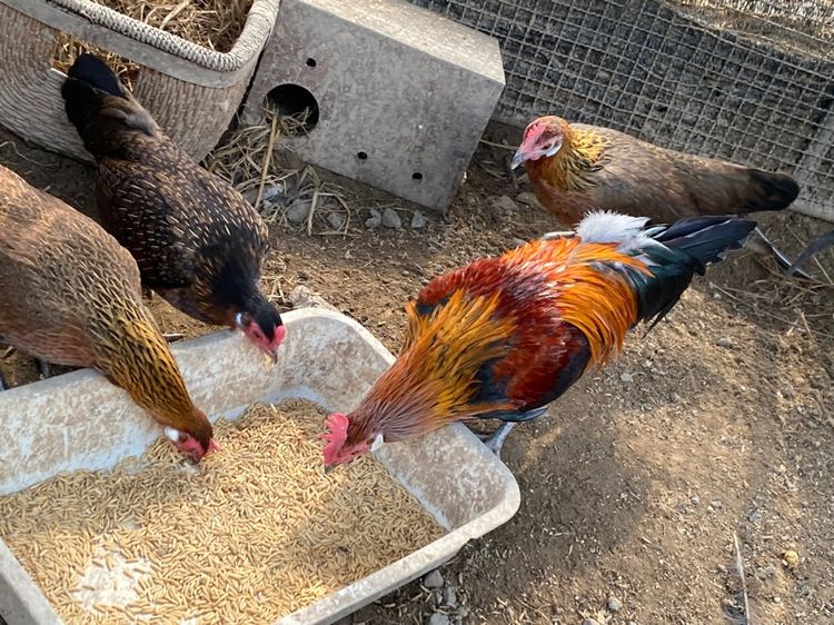 ไก่แจ้ รูปที่ 4