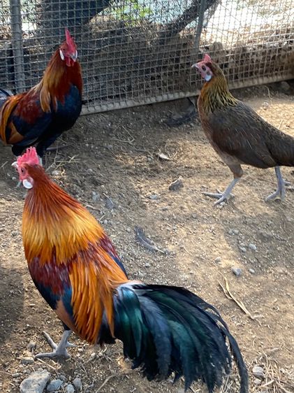 ไก่แจ้ รูปที่ 2