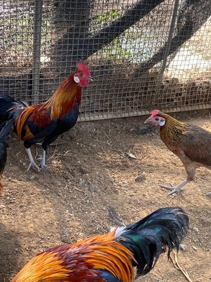 ไก่แจ้ รูปที่ 3