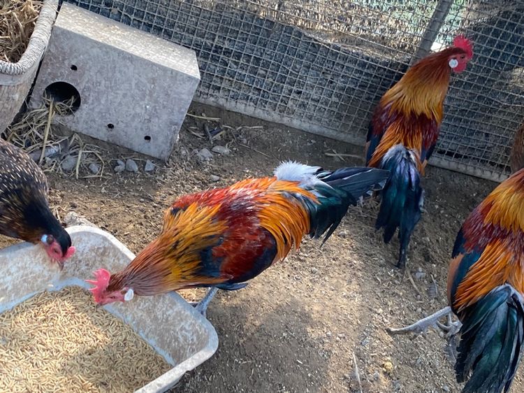ไก่แจ้ รูปที่ 9