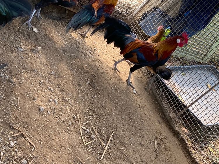 ไก่แจ้ รูปที่ 6