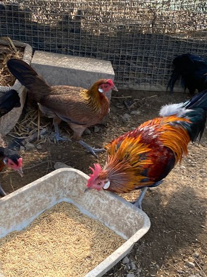 ไก่แจ้ รูปที่ 10