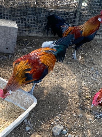 ไก่แจ้ รูปที่ 11