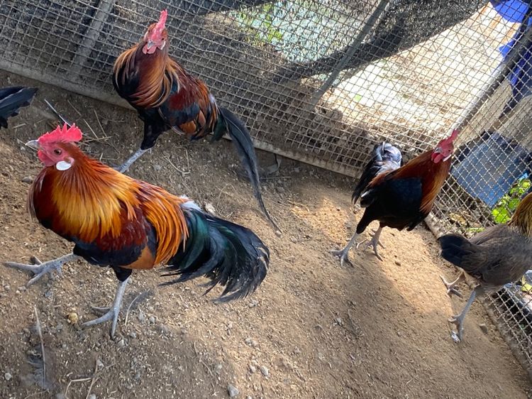 ไก่แจ้ รูปที่ 7
