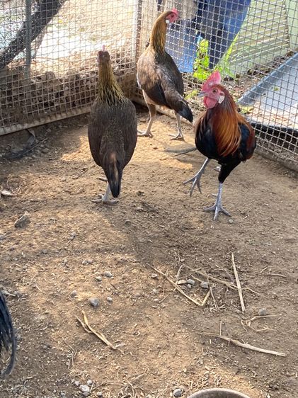 ไก่แจ้ รูปที่ 8
