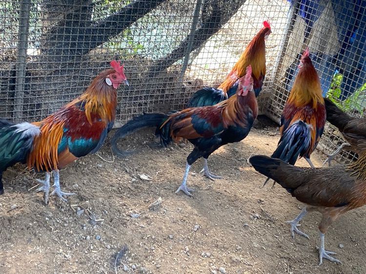 ไก่แจ้ รูปที่ 5