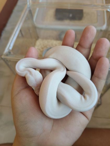 ขายงูบอล bel รูปที่ 3