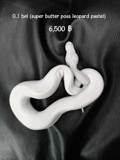 ขายงูบอล bel