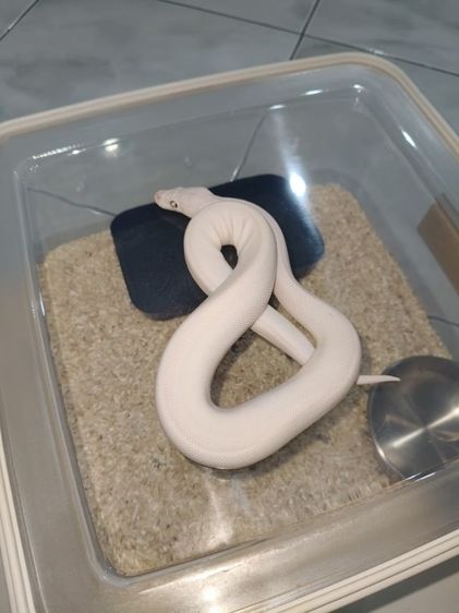 ขายงูบอล bel รูปที่ 2