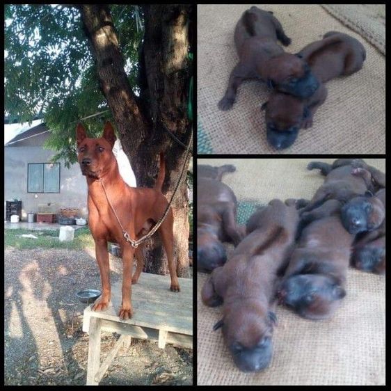 ลูกหมาไทยหลังอานแท้สายประกวด