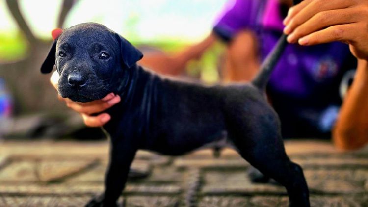 ลูกหมาไทยหลังอานแท้สายประกวด รูปที่ 9