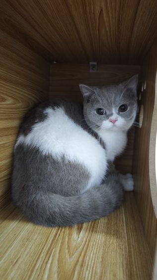 บริติช ชอร์ตแฮร์ (British Shorthair) british shorthair