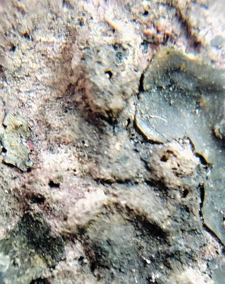 ร้อยเดียวพระปิดตา หลวงพ่อแก้ว หลวงพ่อโบ้ย วัดมะนาว นางพญาพิษณุโลก รูปที่ 2