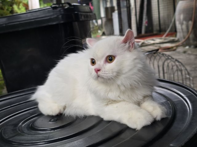 scottish Fold ขนยาว เพศ หญิง  รูปที่ 5
