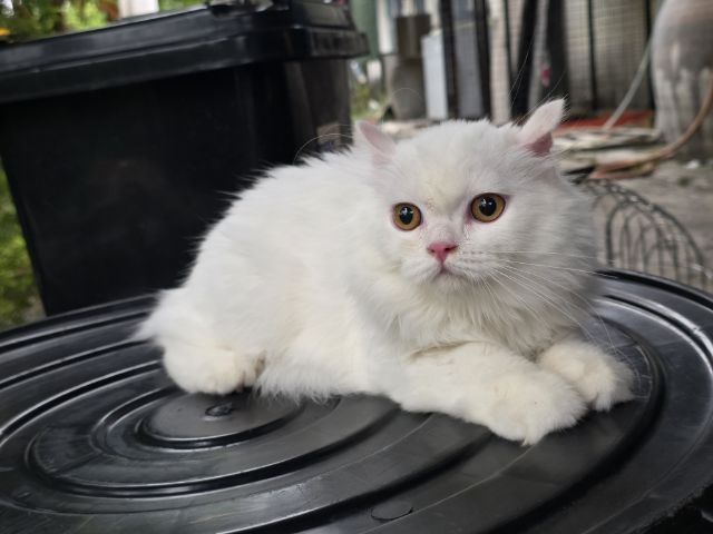 scottish Fold ขนยาว เพศ หญิง  รูปที่ 3