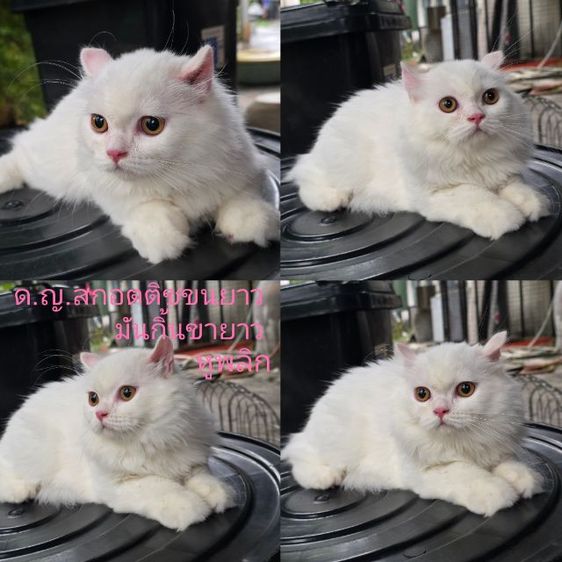 scottish Fold ขนยาว เพศ หญิง  รูปที่ 2